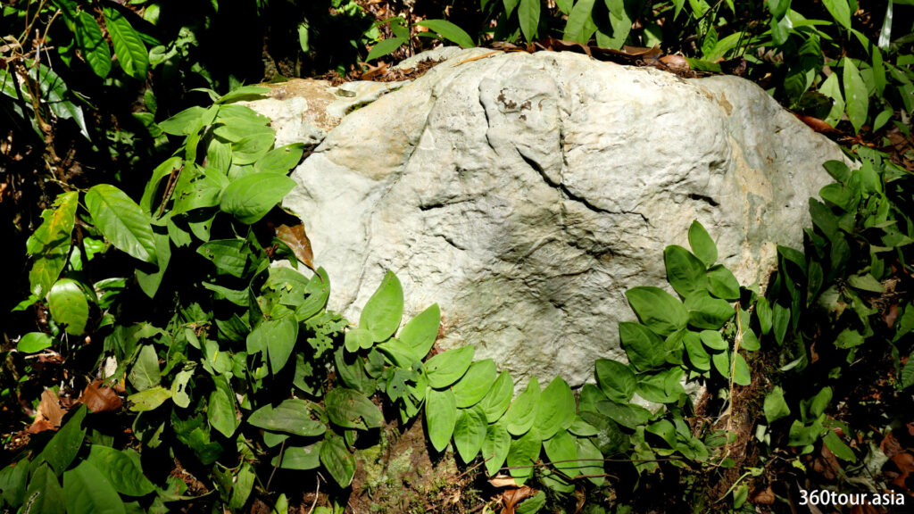 Plants growing around the stone.