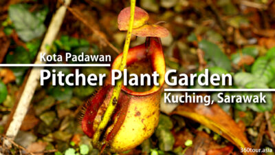 Pitcher Plant Garden