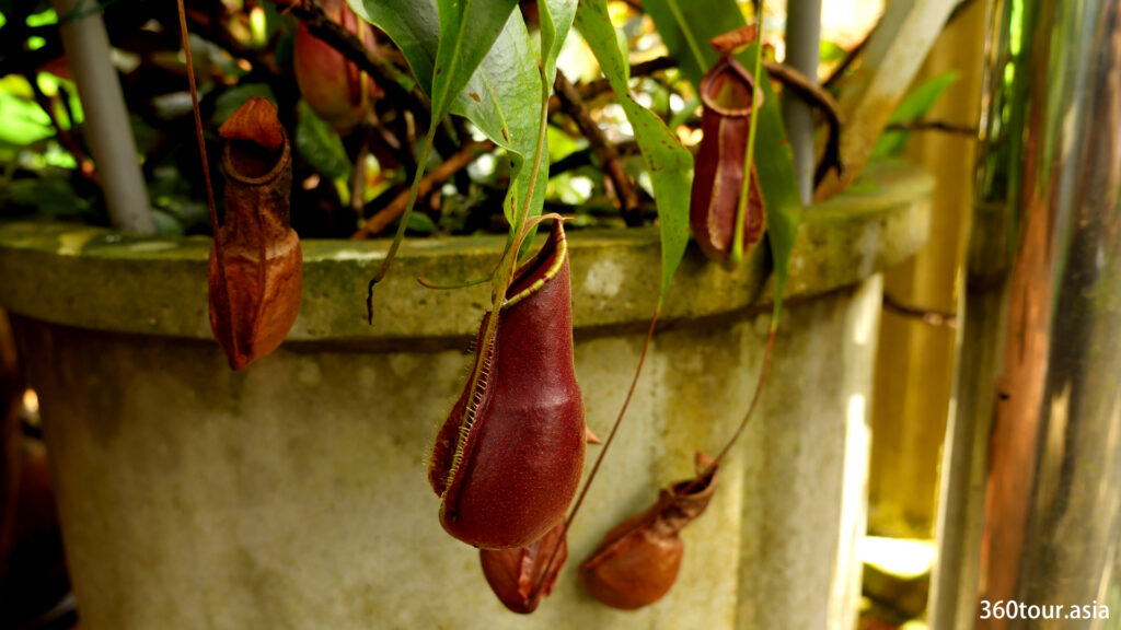 Some pitcher plant are reddish brown in color