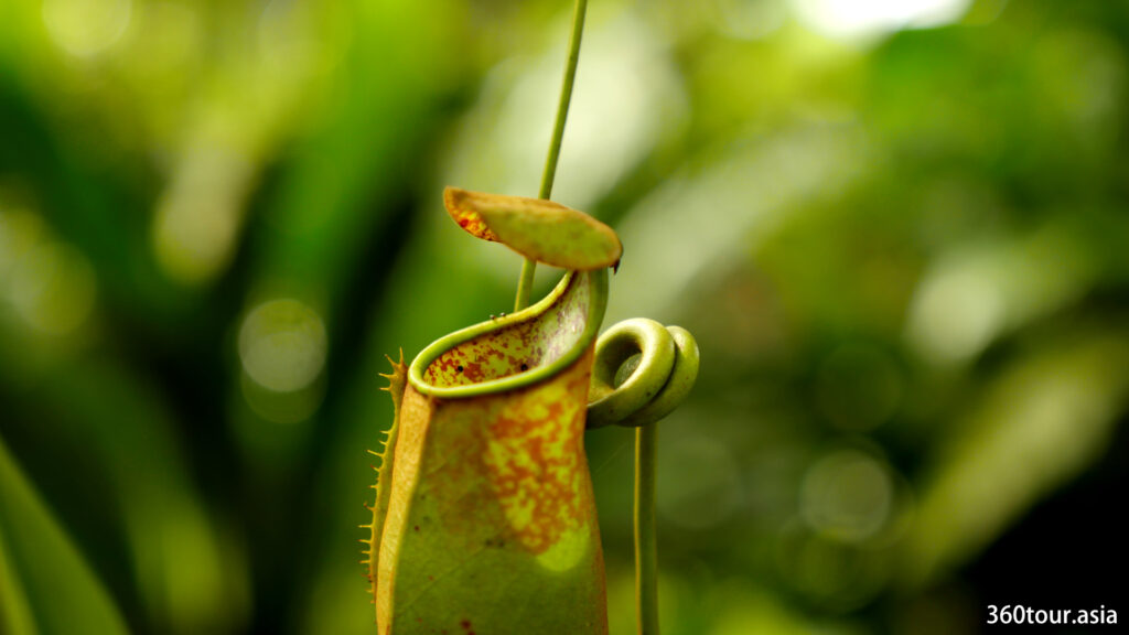 When the light is right, the pitcher plant can be pretty