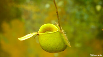 A pitcher plant can have their pitcher looks like a a water container or jug with a spout