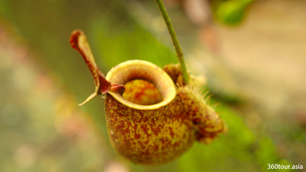 Pitcher Plant also known as Monkey Cup