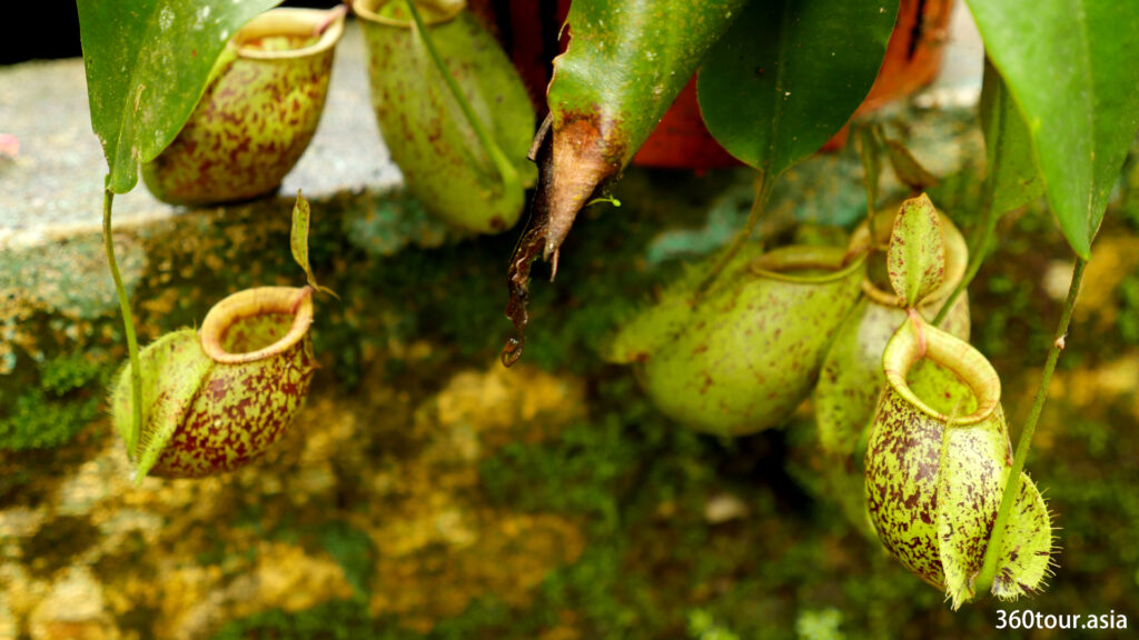 Pitcher plant usually have group of pitchers around the main plant