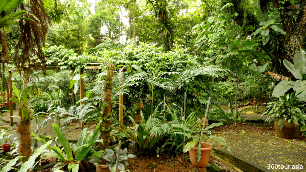 Different type of plants and ferns