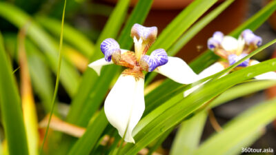 Wild orchids.