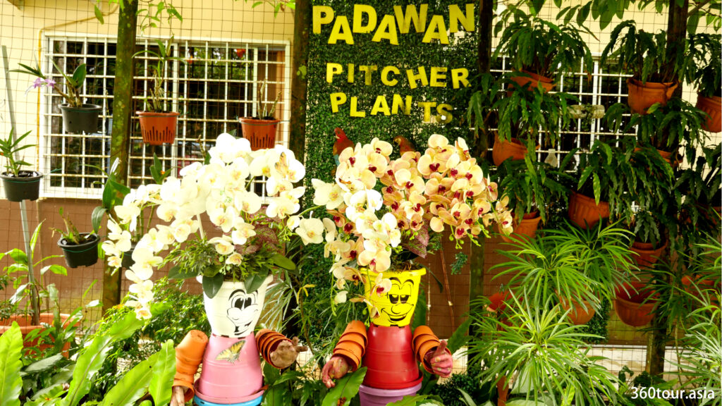 Decorative pots and decoration welcomes you to the Pitcher Plant Garden