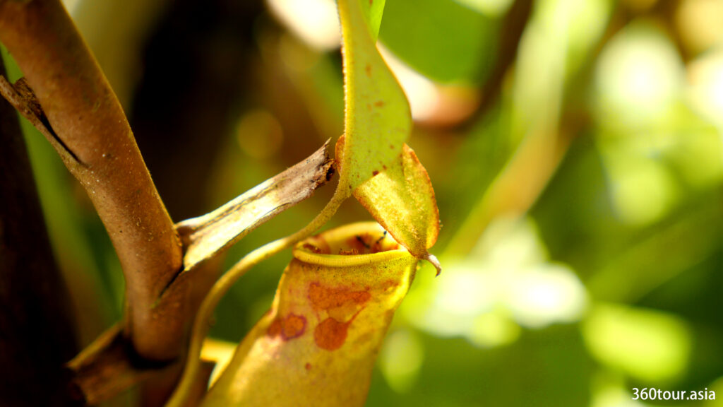 Pitcher plant with wandering ant at the edge of the opening