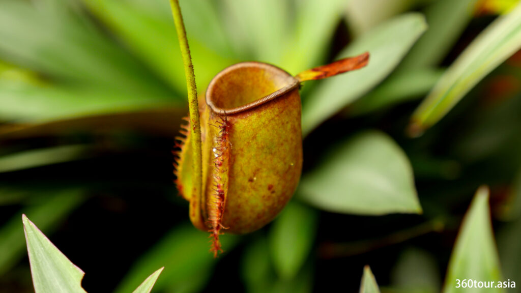 Some of the pitcher plant is fat looking
