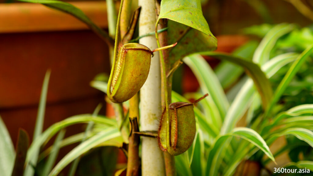 Pitcher plant hanging beside the support