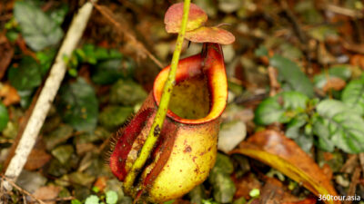 Most of the pitcher plant noted near the ground