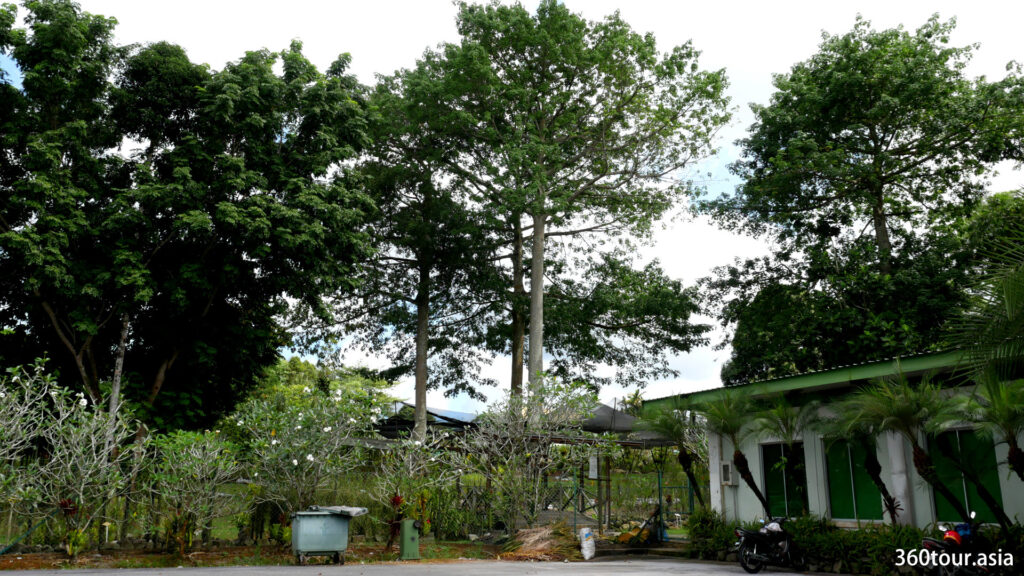 The orchid garden is fill with tall trees that is optimized for the grow of the orchids.