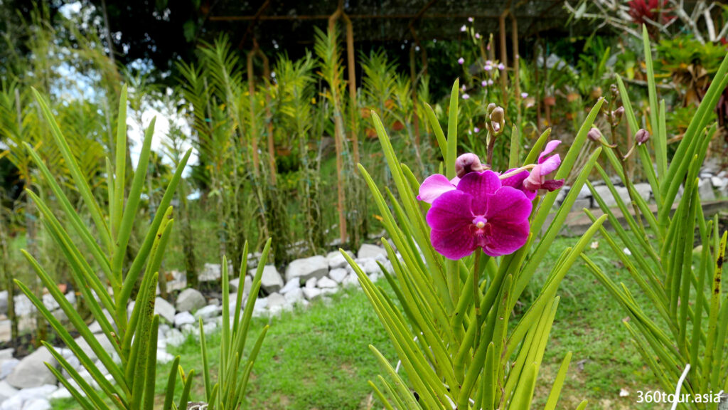 Occasionally visitors can see blooming orchids in the park. 