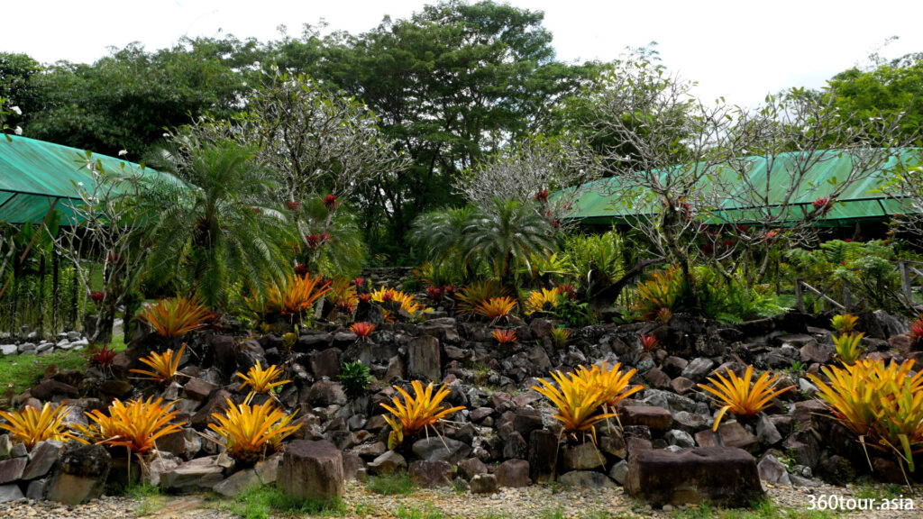 The outdoor orchid garden featuring different types of plants and trees.