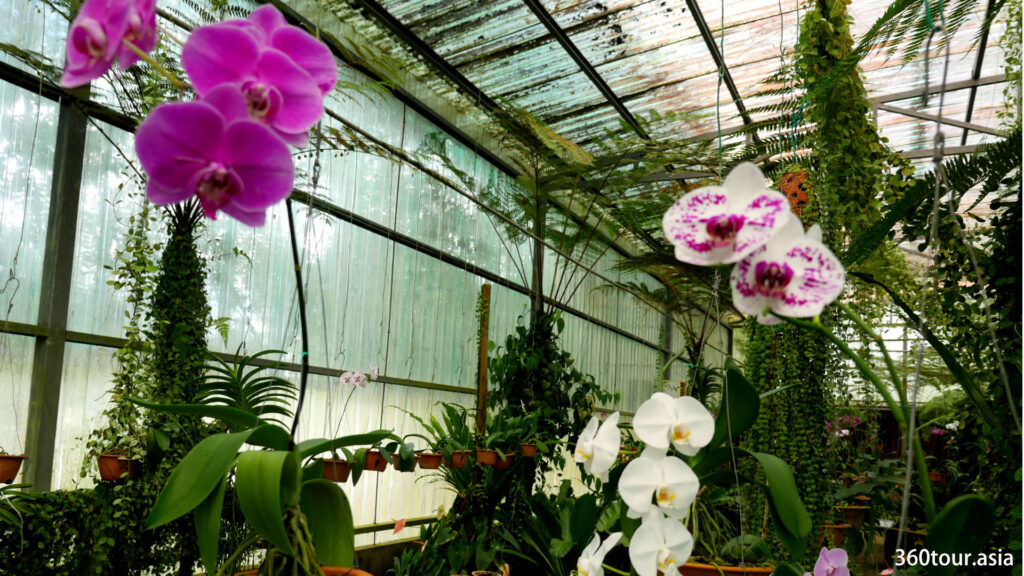 The orchid blooming in the indoor orchid nursery.