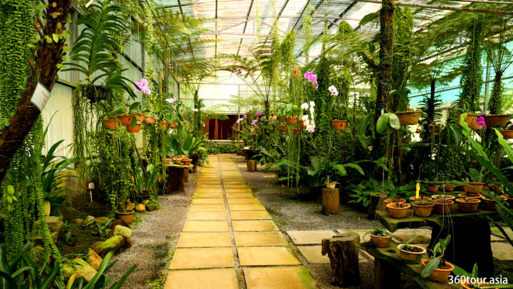 The orchid nursery is cool and filled with blooming orchid flowers.