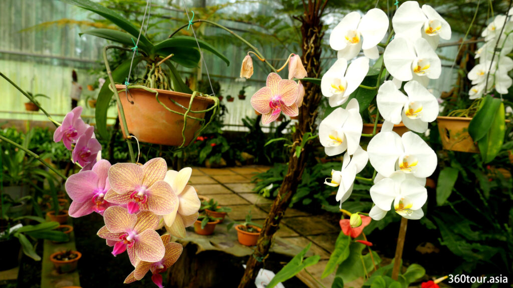 It is easy to spot many blooming orchid plants in the indoor orchid nursery.