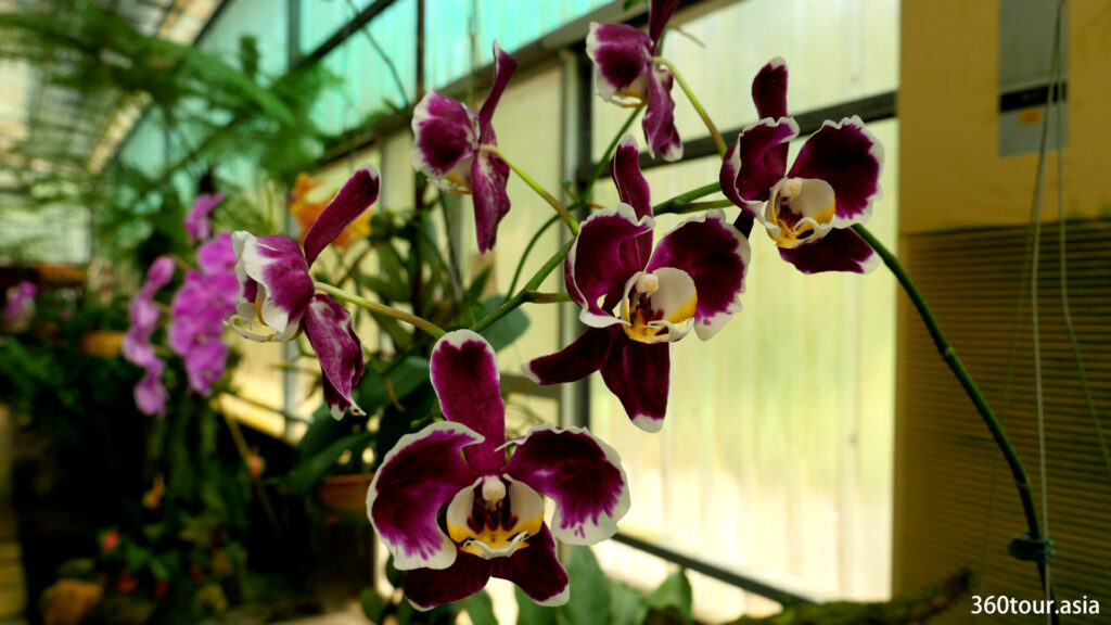 The orchid is pretty to be having a casual photo shooting