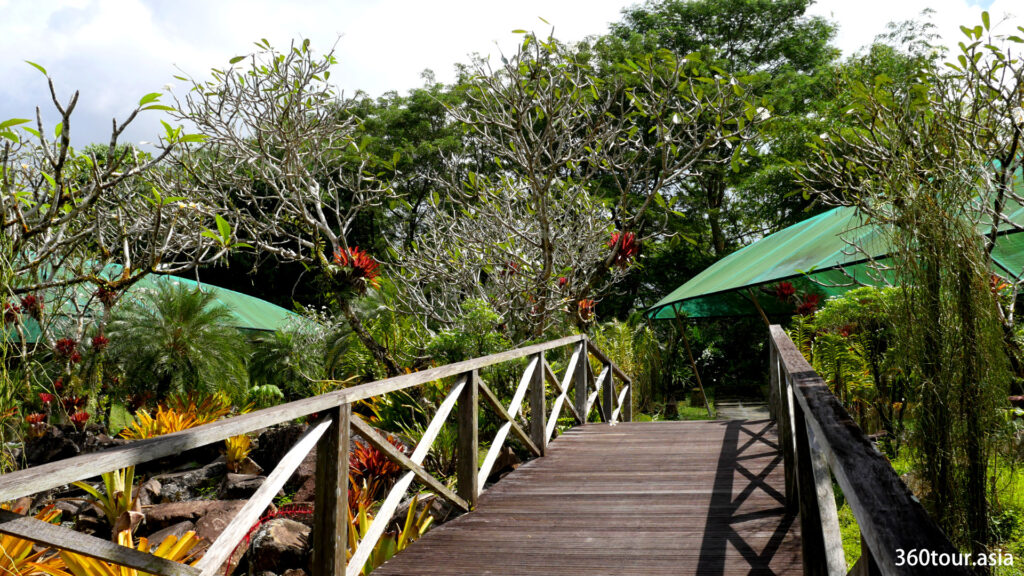 There are various wooden bridges and walkways in the orchid garden.