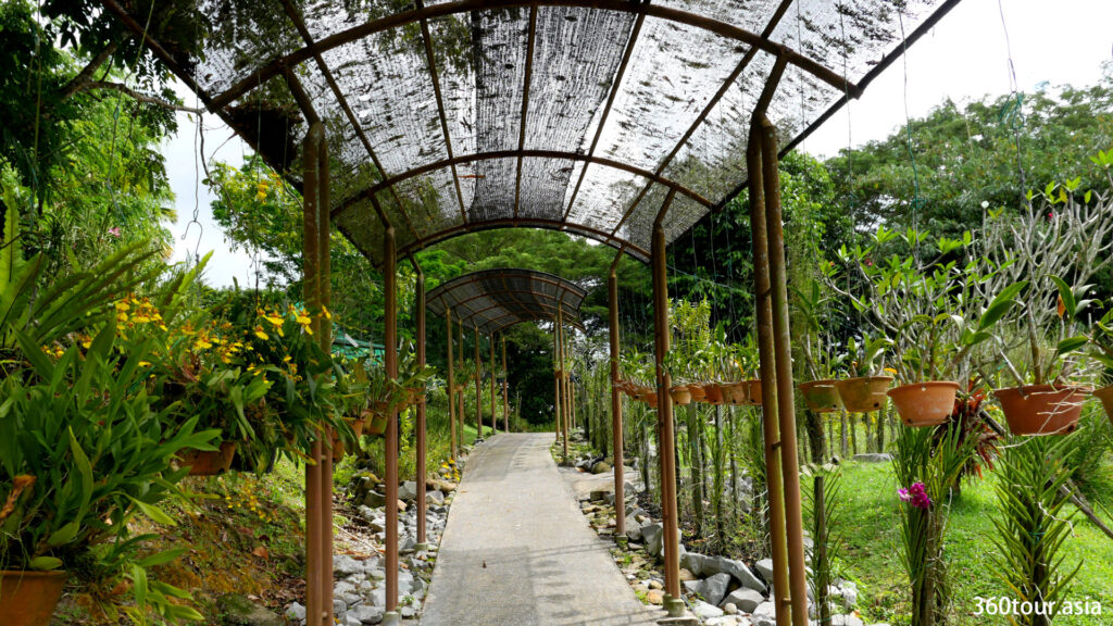 Rows of orchid plants hanging beside the walkway canopy.