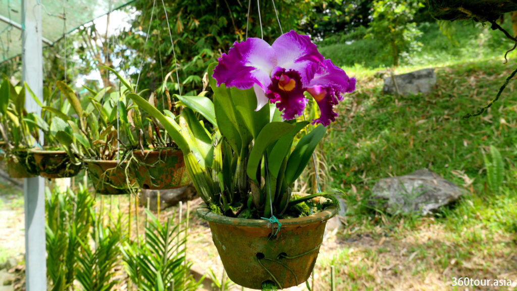 It is fun to see blooming orchids in the orchid garden.