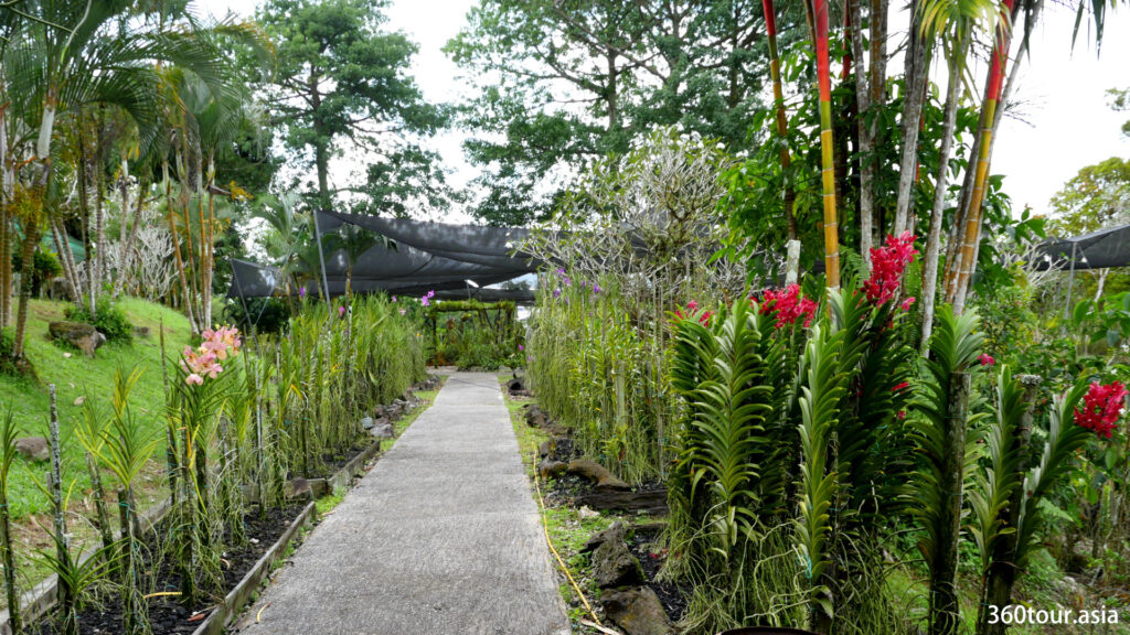 The open walkways with rows of blooming orchid plants beside the walkway.