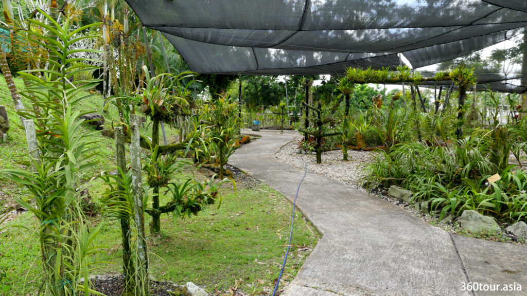 It is a nice walk along the walkways in the orchid garden.